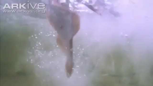 شکار فوق العاده ماهی توسط عقاب